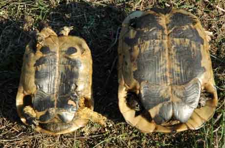 carapace de Testudo graeca